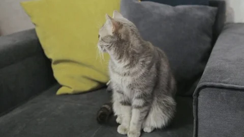 A British cat, a Scot, an exon, sits on a gray sofa with a green cushion Stock Footage 76971019