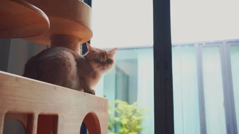 British cat see rain drop on window in living room Stock Footage 284309688