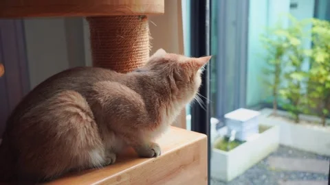 British cat see rain drop on window in living room Stock Footage 284310094