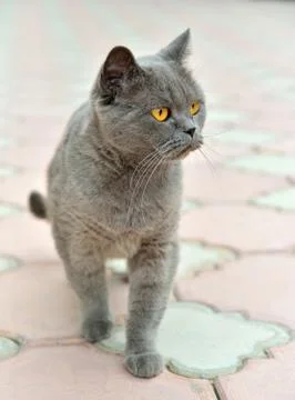 British cat is on sidewalk pavement. Stock Photos