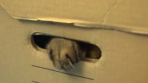 British cat sits in a cardboard box and sticks out a paw. A woman is playing Stock Footage 135253343
