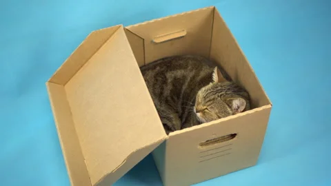 A British cat sits in an open cardboard box and sleeps. Box with a pet on a blue 스톡 동영상 135252801