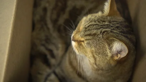 A British cat sits in an open cardboard box and sleeps. Pet close up. Stock Footage 135252941