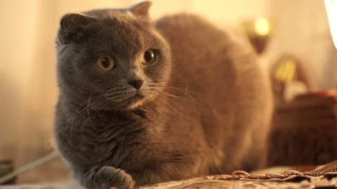 The British cat sits on a sofa and looking on camera. Stock Footage 73301741
