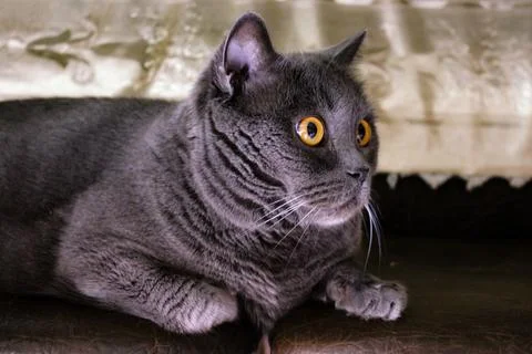 British cat sits under the table. British shorthair breed Stock Photos
