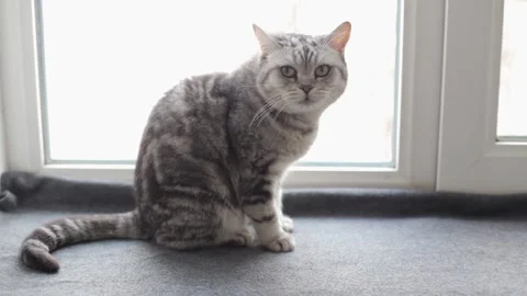 British cat sits on the window and meows. Restless cat meows and looks at the Stock Footage 220070906