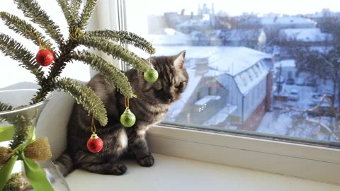 British cat sits on the windowsill and looks out the window Stock Footage 101384789