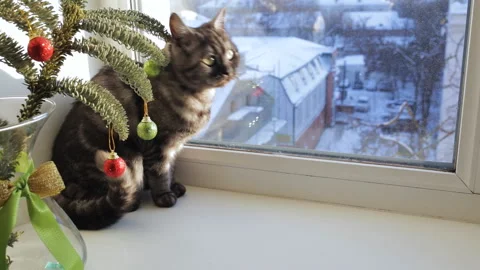 British cat sits on the windowsill Stock Footage 101384613