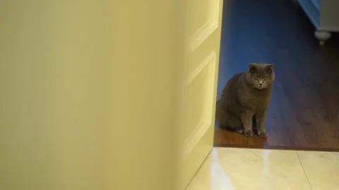 The British cat is sitting on the floor Stock Footage 163567927