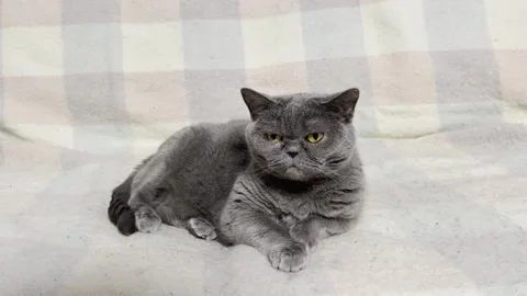 British Cat Sitting On A Sofa Stock Footage 243001170