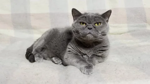 British Cat Sitting On A Sofa Stock Footage 243001184