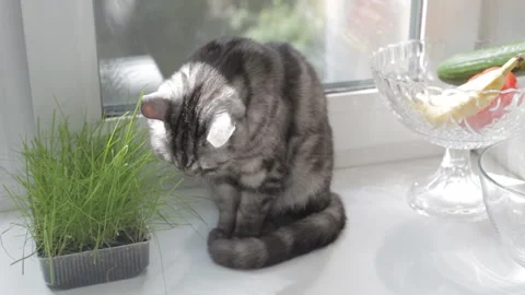 British cat sitting on window sill and eating grass Stock-Footage 92740728