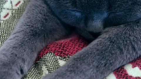 British cat is sleeping Stock Footage 95836821