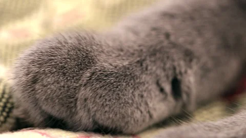 British cat is sleeping Video stock 95905544