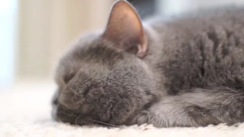 British cat sleeping Stock Footage 101328707