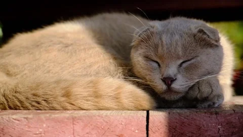 British cat sleeps in the sun  Stock Footage 163920964