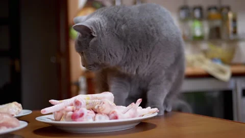 British Cat on Table Sniffs, Licks Chicken Meat, Fillets, Paws. Pet Steals Food Vídeo Stock 146923095