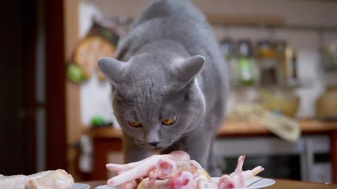 British Cat on Table Sniffs, Licks Chicken Meat, Paws. Pet Steals Food. 180fps Vídeo Stock 146923576