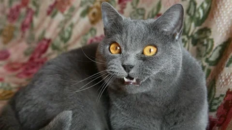 British cat that talks Vidéo 8558999