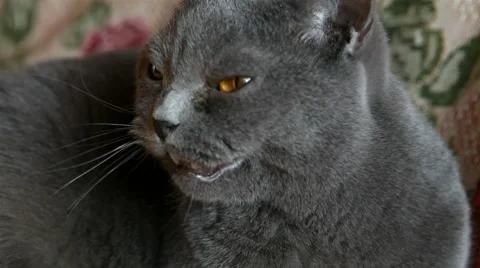 British cat that talks Stock Footage 8559849