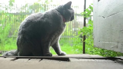 British cat is walking on the grass on a summer residence Stock Footage 77970908