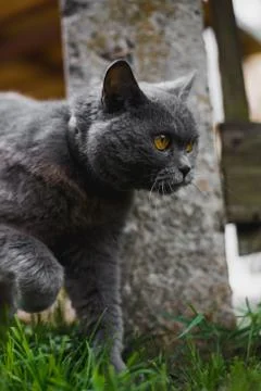 British Cat Walking Stock Photos