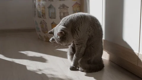 British cat washes and cleans its claws. Trying To Sleep. Happy Cat. Stock Footage 126726409