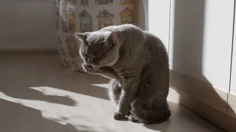 British cat washes and cleans its claws. Trying To Sleep. Happy Cat. 库存影片 126726423