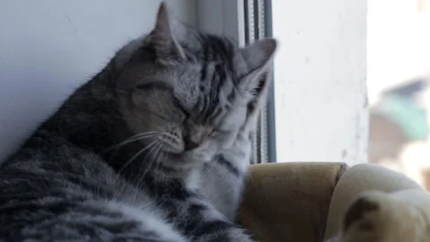 British cat washes his face and lies Video stock 116708940