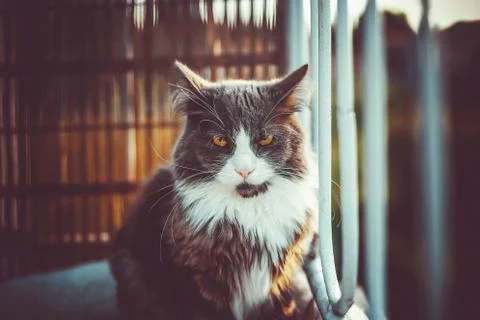British cat on a window Stock Photos