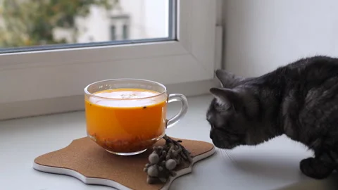 British cat on the window sniffing tea Video stock 96233144
