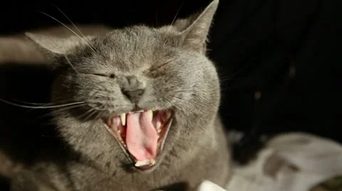 British cat yawns Stock Footage 8558544