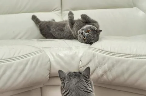 British cats playing Photos