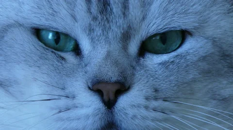 British chinchilla cat extreme close up Stock Footage 62809874