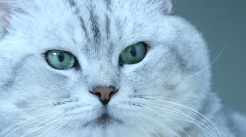 British chinchilla cat head Stock Footage 62219629
