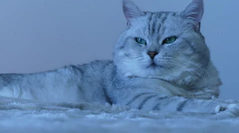 British chinchilla cat looking around Stock Footage 62809797
