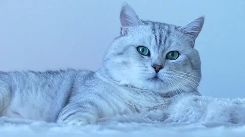 British chinchilla cat playing Stock Footage 62220041