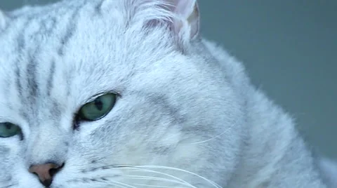 British chinchilla cat turning head toward camera Stock Footage 62810603
