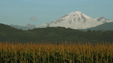 British Columbia Mountain w/ Corn Fields Stock Footage