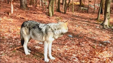 British Columbia Timber Wolf Howling Video Footage Stock Footage 280933435