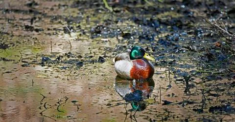 British common Duck Stock Photos