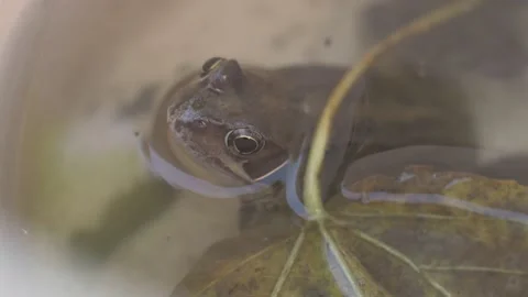 British Common Frog in Water Near a Leaf  4k 60p Stock Footage 162467106