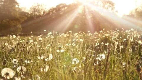British countryside with fresh spring meadow Stock Footage