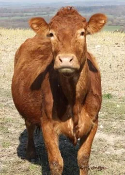British cow Stock Photos