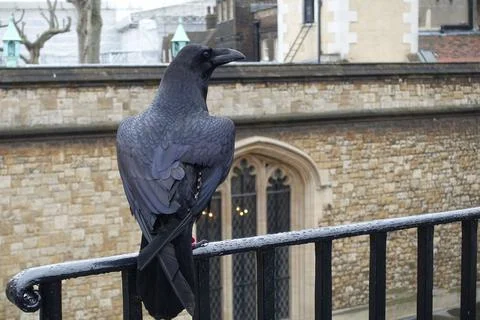 British crow sitting by the window Stock Photos