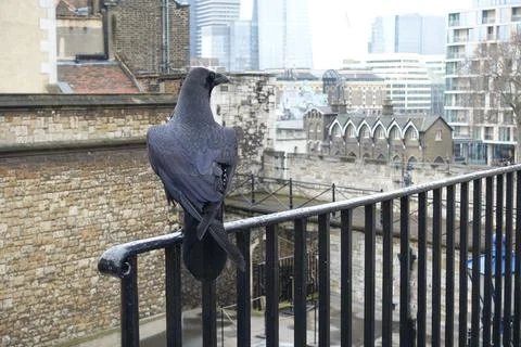 British crow sitting by the window Stock Photos