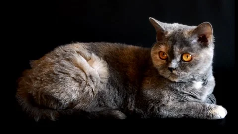 British Curl Cat with Dark Background. Stock Footage 305291001