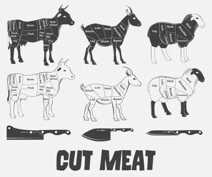 British cuts of lamb, veal, beef, goat or Animal diagram meat. Vector Stock-Illustration