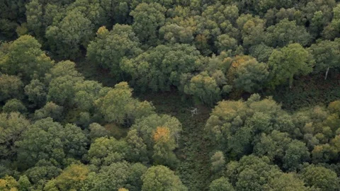 British dense rolling forests in summer at dusk aerial view Stock Footage 118262919