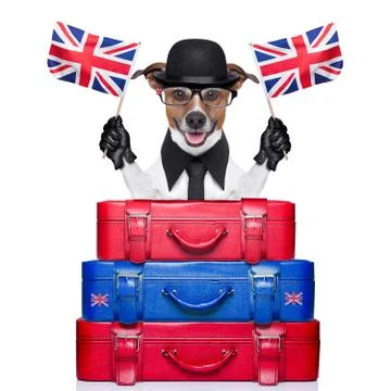 British dog Foto stock